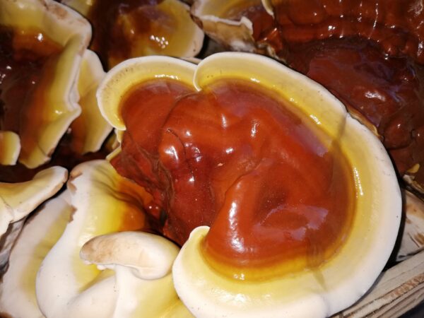 Bio Reishi Pulver - 100 % Reishi